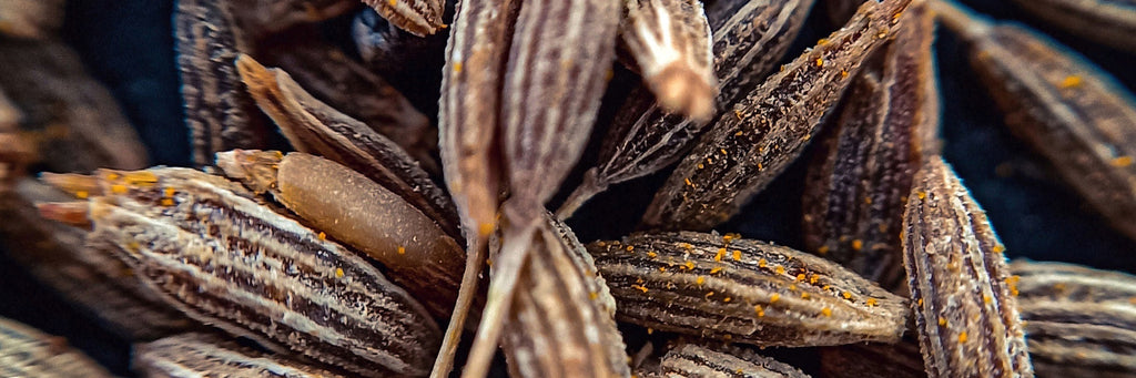 Aniseed