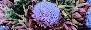 Globe Artichoke